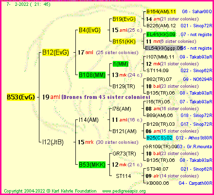 Pedigree of B53(EvG) :
four generations presented
it's temporarily unavailable, sorry!