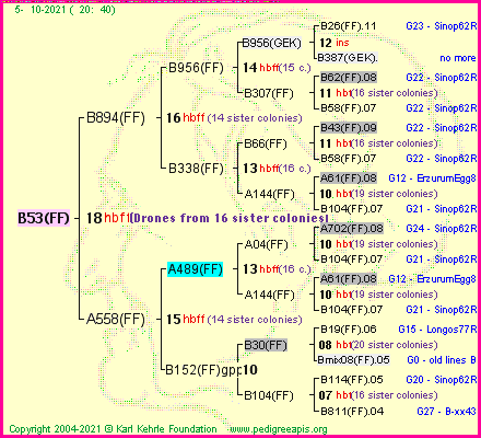 Pedigree of B53(FF) :
four generations presented
it's temporarily unavailable, sorry!