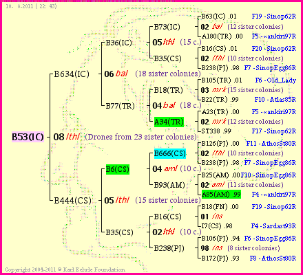 Pedigree of B53(IC) :
four generations presented