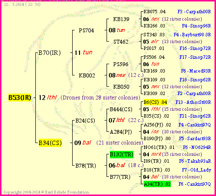 Pedigree of B53(IR) :
four generations presented