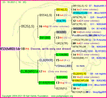 Pedigree of B53(MRD)1dr :
four generations presented
it's temporarily unavailable, sorry!