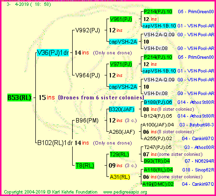 Pedigree of B53(RL) :
four generations presented
it's temporarily unavailable, sorry!