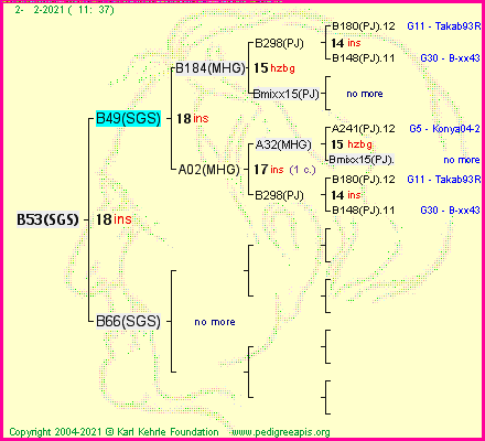 Pedigree of B53(SGS) :
four generations presented
it's temporarily unavailable, sorry!