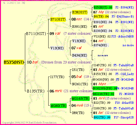 Pedigree of B535(HST) :
four generations presented