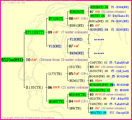 Pedigree of B535a(HST) :
four generations presented