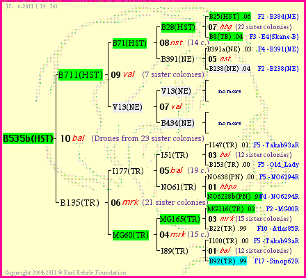 Pedigree of B535b(HST) :
four generations presented