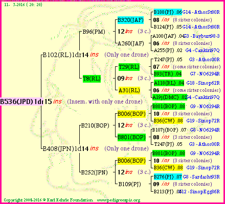 Pedigree of B536(JPD)1dr :
four generations presented