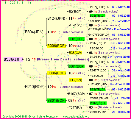 Pedigree of B536(LOF) :
four generations presented