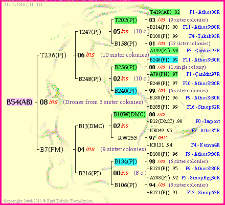 Pedigree of B54(AB) :
four generations presented