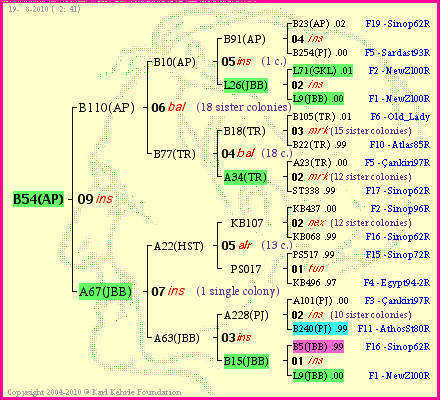 Pedigree of B54(AP) :
four generations presented