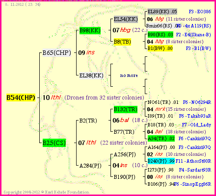 Pedigree of B54(CHP) :
four generations presented