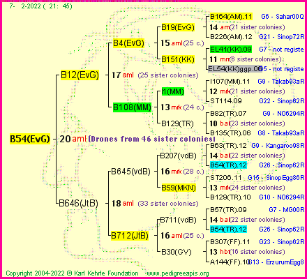 Pedigree of B54(EvG) :
four generations presented
it's temporarily unavailable, sorry!