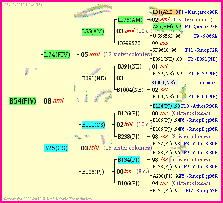 Pedigree of B54(FIV) :
four generations presented