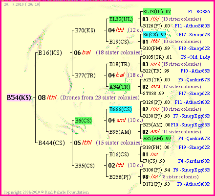 Pedigree of B54(KS) :
four generations presented