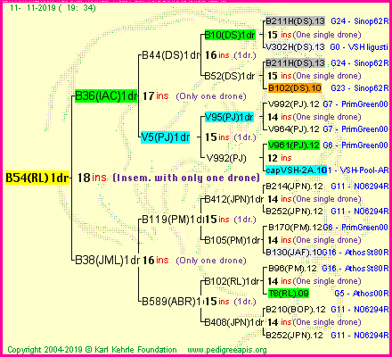 Pedigree of B54(RL)1dr :
four generations presented
it's temporarily unavailable, sorry!