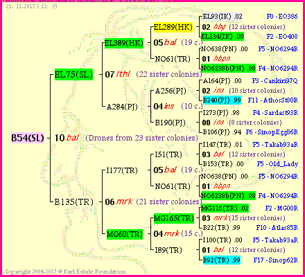 Pedigree of B54(SL) :
four generations presented