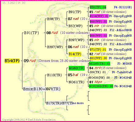 Pedigree of B54(TP) :
four generations presented