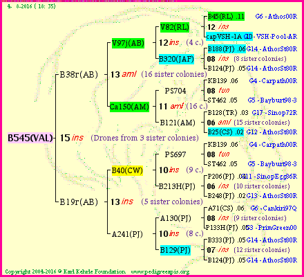 Pedigree of B545(VAL) :
four generations presented