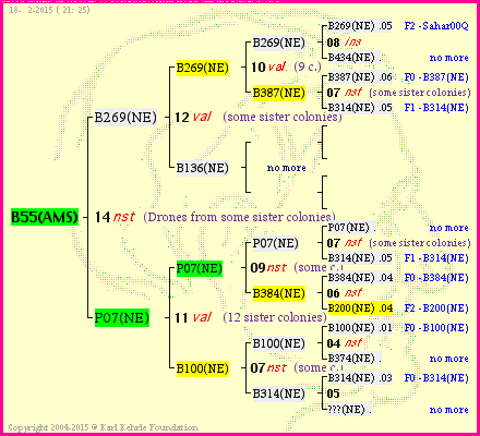 Pedigree of B55(AMS) :
four generations presented