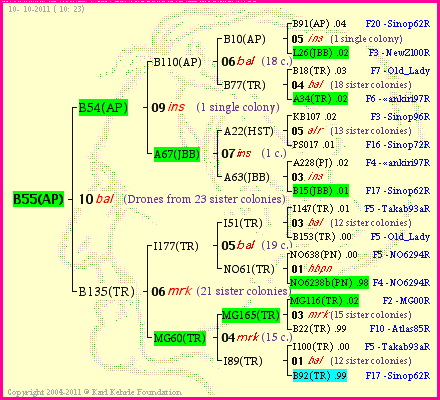 Pedigree of B55(AP) :
four generations presented