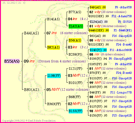 Pedigree of B55(AS) :
four generations presented