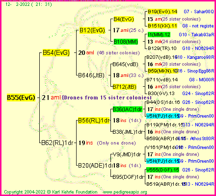 Pedigree of B55(EvG) :
four generations presented
it's temporarily unavailable, sorry!