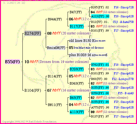 Pedigree of B55(FF) :
four generations presented