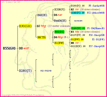 Pedigree of B55(GH) :
four generations presented