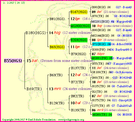 Pedigree of B55(HGS) :
four generations presented