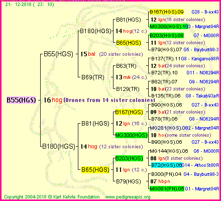 Pedigree of B55(HGS) :
four generations presented<br />it's temporarily unavailable, sorry!