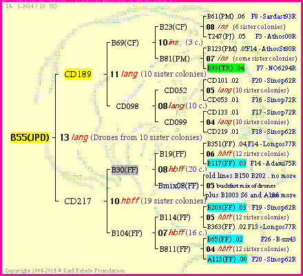 Pedigree of B55(JPD) :
four generations presented