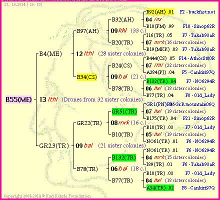 Pedigree of B55(ME) :
four generations presented