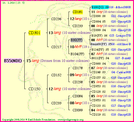 Pedigree of B55(NDE) :
four generations presented