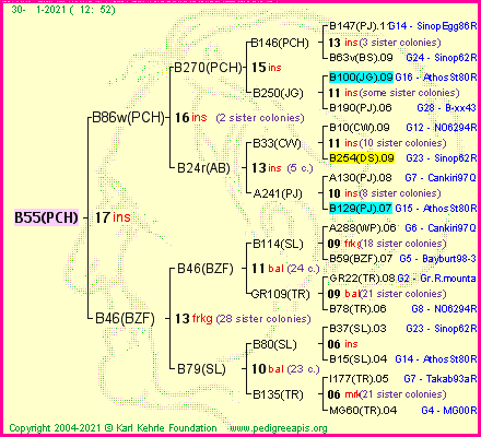 Pedigree of B55(PCH) :
four generations presented
it's temporarily unavailable, sorry!