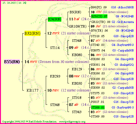 Pedigree of B55(RN) :
four generations presented