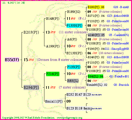 Pedigree of B55(TF) :
four generations presented