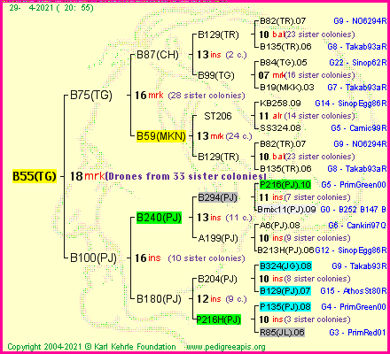 Pedigree of B55(TG) :
four generations presented
it's temporarily unavailable, sorry!