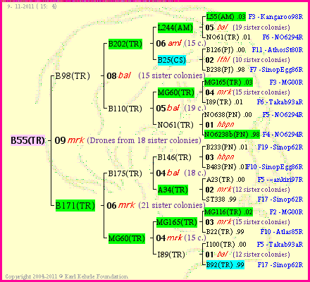 Pedigree of B55(TR) :
four generations presented