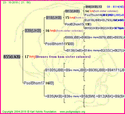 Pedigree of B55(UKB) :
four generations presented<br />it's temporarily unavailable, sorry!