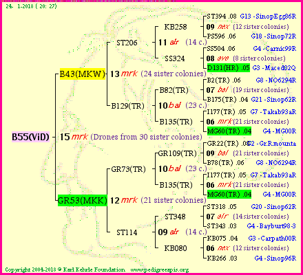 Pedigree of B55(ViD) :
four generations presented