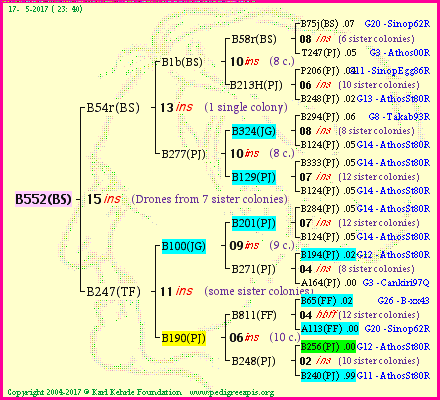 Pedigree of B552(BS) :
four generations presented