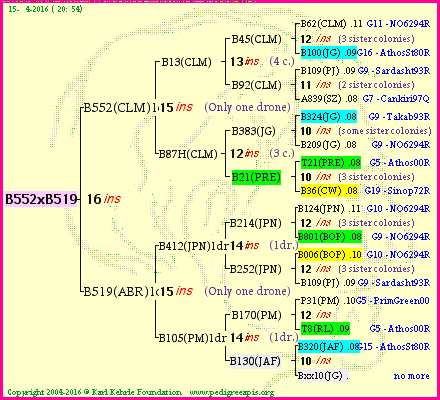 Pedigree of B552xB519 :
four generations presented
