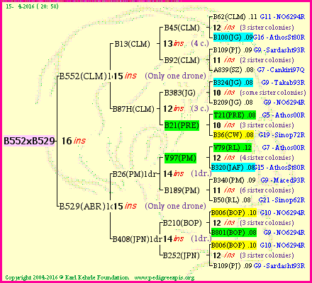 Pedigree of B552xB529 :
four generations presented