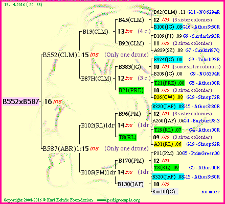 Pedigree of B552xB587 :
four generations presented