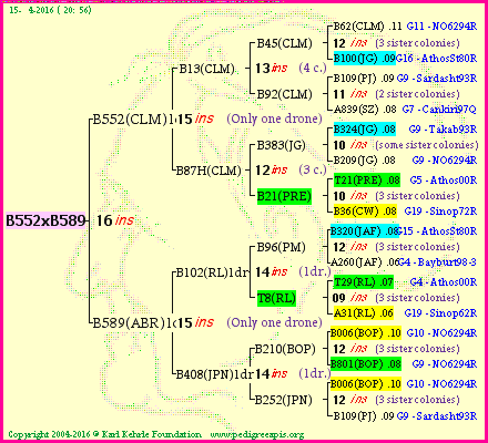Pedigree of B552xB589 :
four generations presented