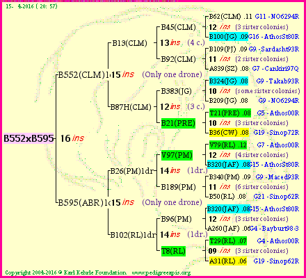 Pedigree of B552xB595 :
four generations presented