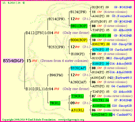 Pedigree of B554(DGF) :
four generations presented