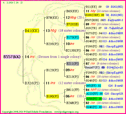 Pedigree of B557(KK) :
four generations presented