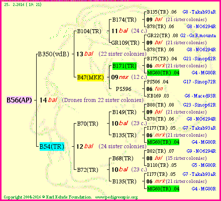 Pedigree of B56(AP) :
four generations presented