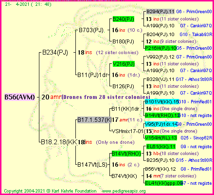 Pedigree of B56(AVM) :
four generations presented
it's temporarily unavailable, sorry!